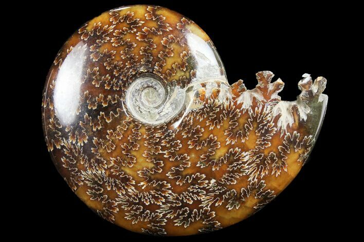 Polished, Agatized Ammonite (Cleoniceras) - Madagascar #97293